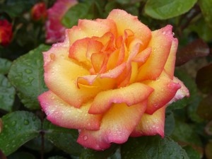 SHEILAS PERFUME (floribunda)